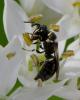 Hylaeus sp.